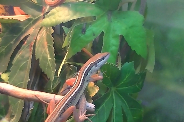 Takydromus sexlineatus